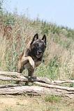 MALINOIS 215